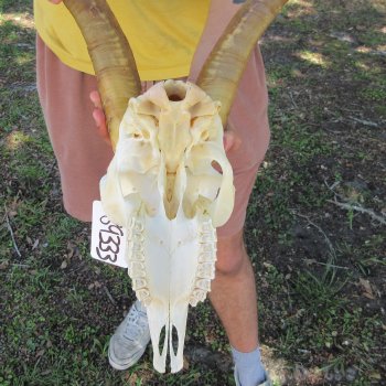 B-Grade African Goat Skull with 12-3/4" Horns