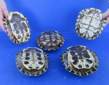 Five piece 6" Red Eared Slider Turtle Shells