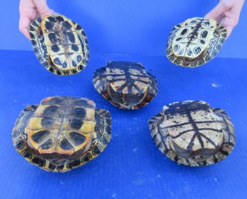 Five piece 6" Red Eared Slider Turtle Shells