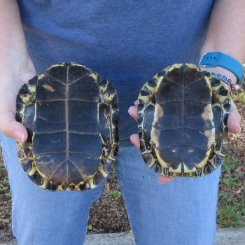 Two piece 6" Red Eared Slider Turtle Shells