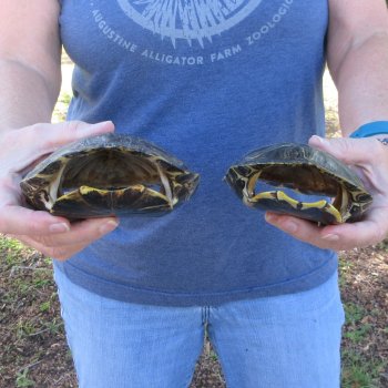 Two piece 6" Red Eared Slider Turtle Shells