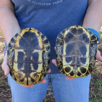 Two piece 6" Red Eared Slider Turtle Shells
