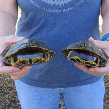 Two piece 6" Red Eared Slider Turtle Shells