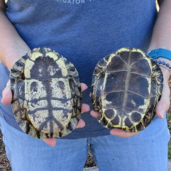 Two piece 6" Red Eared Slider Turtle Shells