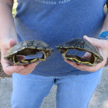Two piece 6" Red Eared Slider Turtle Shells