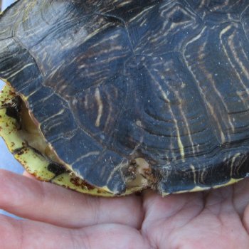 Two piece 6" Red Eared Slider Turtle Shells