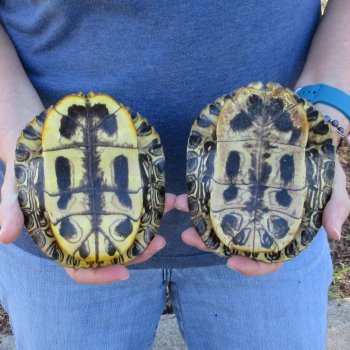 Two piece 6" Red Eared Slider Turtle Shells
