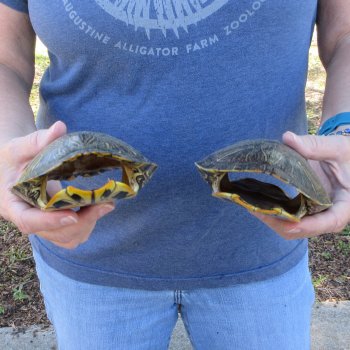 Two piece 6" Red Eared Slider Turtle Shells