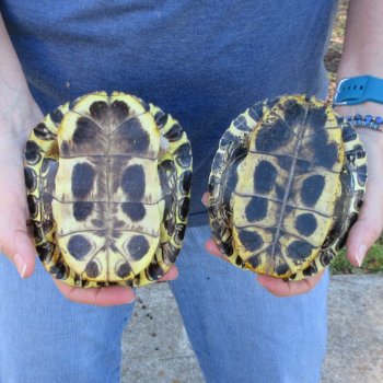 Two piece 5" Red Eared Slider Turtle Shells