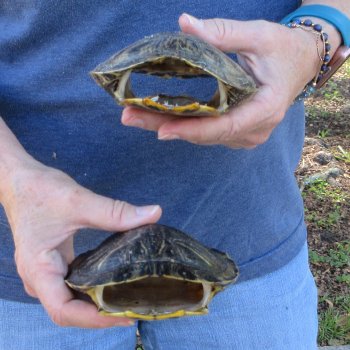 Two piece 5" Red Eared Slider Turtle Shells