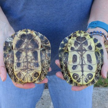 Two piece 5" Red Eared Slider Turtle Shells