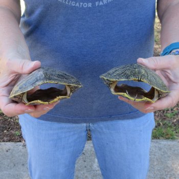 Two piece 5" Red Eared Slider Turtle Shells