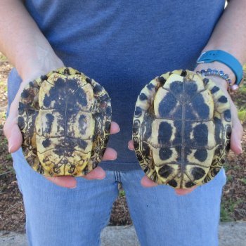 Two piece 5" Red Eared Slider Turtle Shells