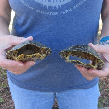 Two piece 5" Red Eared Slider Turtle Shells