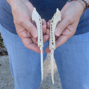 Two piece 7" Alligator Jaw Bone Knives