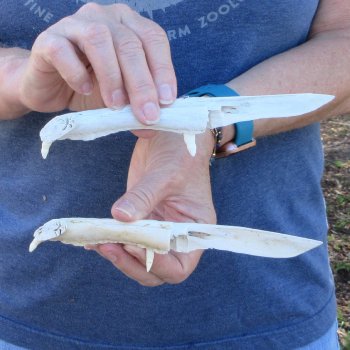 Two piece 7" Alligator Jaw Bone Knives