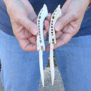 Two piece 7" Alligator Jaw Bone Knives