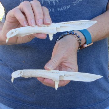Two piece 7" Alligator Jaw Bone Knives