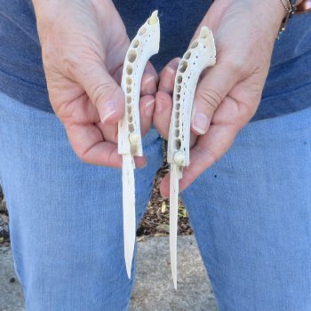 Two piece 7" Alligator Jaw Bone Knives