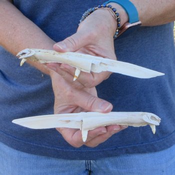 Two piece 7" Alligator Jaw Bone Knives