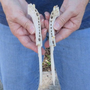 Two piece 7" Alligator Jaw Bone Knives