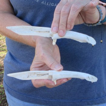 Two piece 7" Alligator Jaw Bone Knives