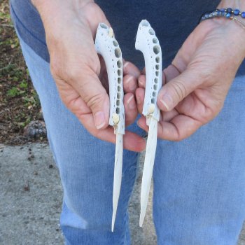 Two piece 7" Alligator Jaw Bone Knives