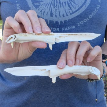 Two piece 7" Alligator Jaw Bone Knives