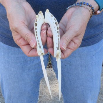 Two piece 7" Alligator Jaw Bone Knives