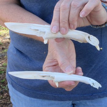 Two piece 7" Alligator Jaw Bone Knives
