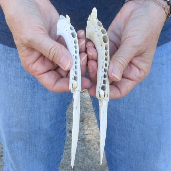 Two piece 7" Alligator Jaw Bone Knives