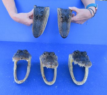 Five piece  Alligator Heads 7" to 8"
