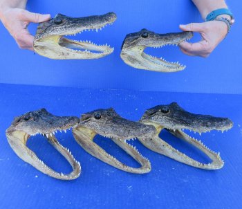 Five piece  Alligator Heads 7" to 8"
