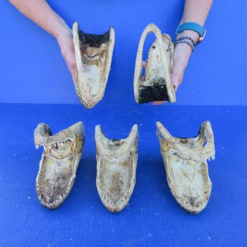 Five piece  Alligator Heads 7" to 8"