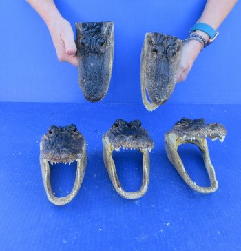 Five piece  Alligator Heads 7" to 8"