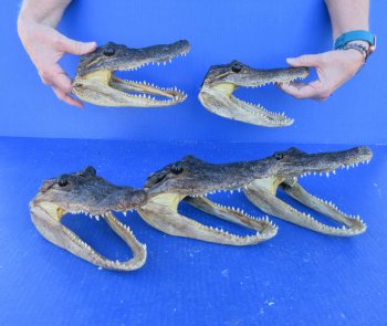 Five piece  Alligator Heads 7" to 8"