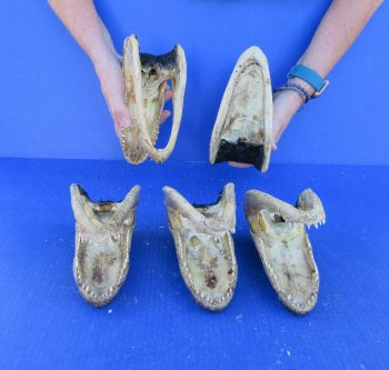 Five piece  Alligator Heads 7" to 8"