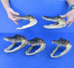 Five piece Alligato...