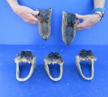 Five piece  Alligator Heads 7" to 8"