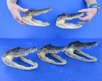 Five piece  Alligator Heads 7" to 8"