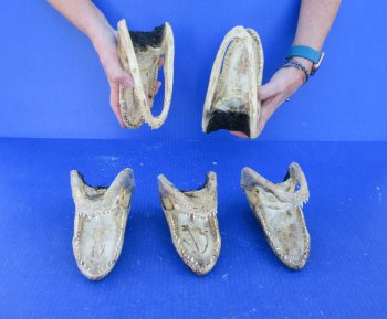 Five piece  Alligator Heads 7" to 8"