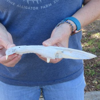 9-1/2" Alligator Jaw Bone Knife