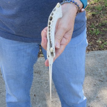 9-1/2" Alligator Jaw Bone Knife