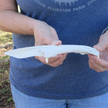 9" Alligator Jaw Bone Knife