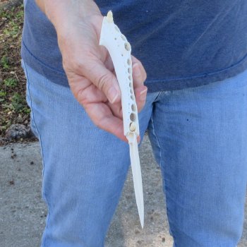 9" Alligator Jaw Bone Knife