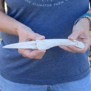 9-1/2" Alligator Jaw Bone Knife