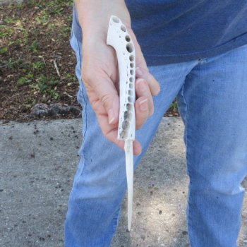 9-1/2" Alligator Jaw Bone Knife