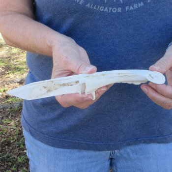 9-1/2" Alligator Jaw Bone Knife