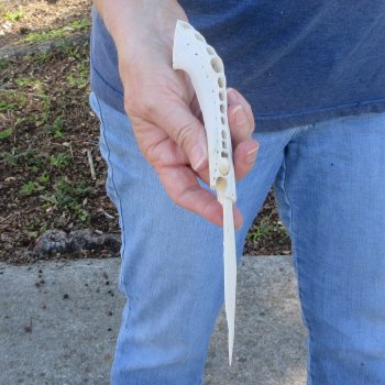 9-1/2" Alligator Jaw Bone Knife