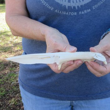 9-1/2" Alligator Jaw Bone Knife